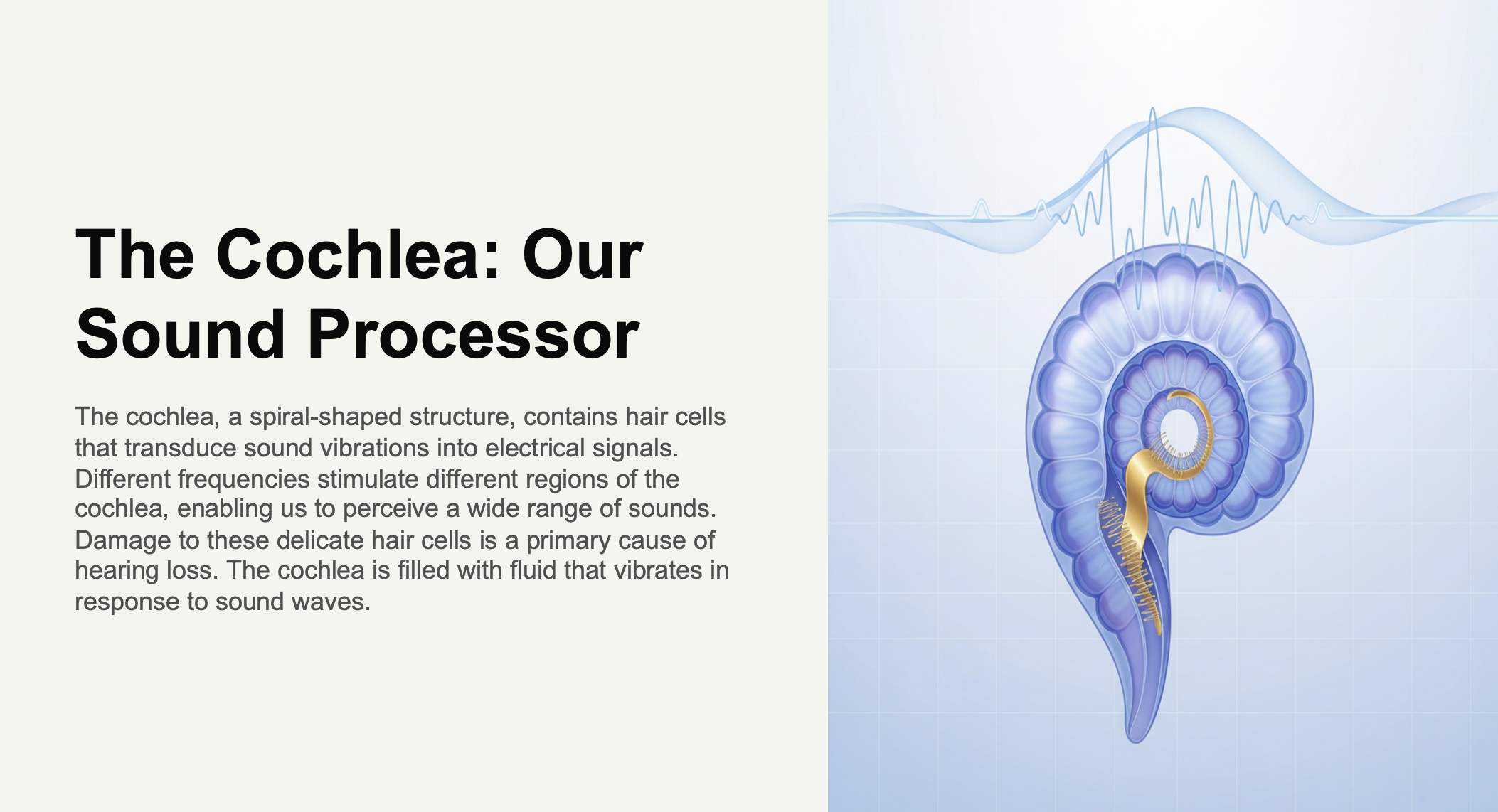 The Cochlea: Our Sound Processor